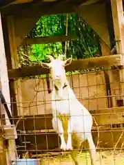 蚕影神社の動物