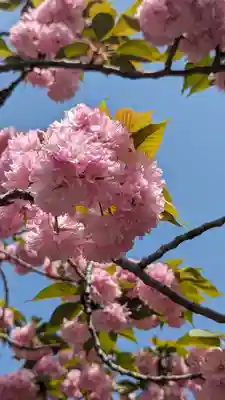 六孫王神社(京都府)