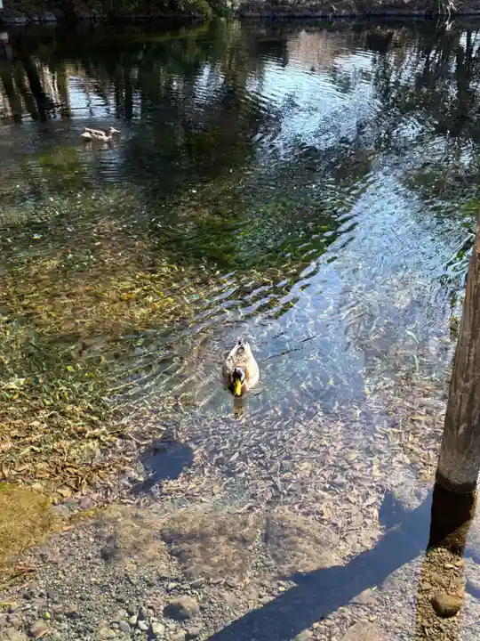 富士山本宮浅間大社(静岡県)