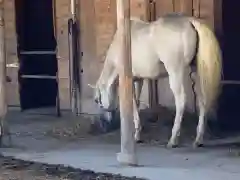 小室浅間神社の動物