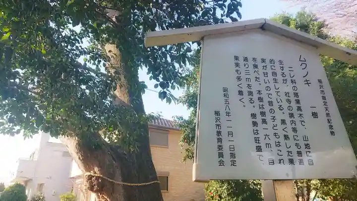 八幡社(大塚八幡社)の自然