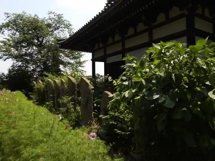 般若寺 ❁コスモス寺❁(奈良県)