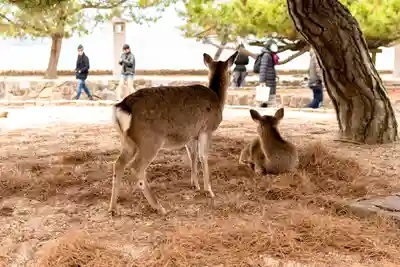 厳島神社(広島県)