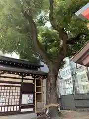 堀川戎神社の自然