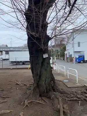深大寺稲荷神社の自然