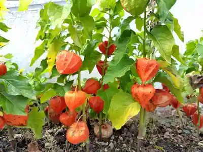 美瑛神社の自然