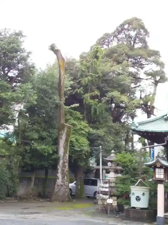 高円寺天祖神社の自然
