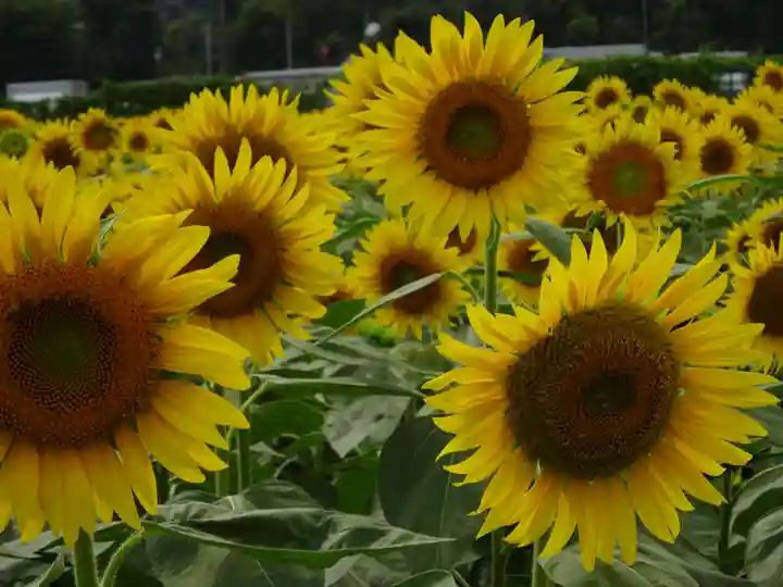 立志神社の自然