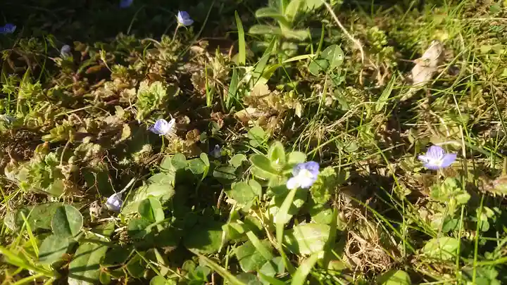 神明社(国府宮神明社)の自然