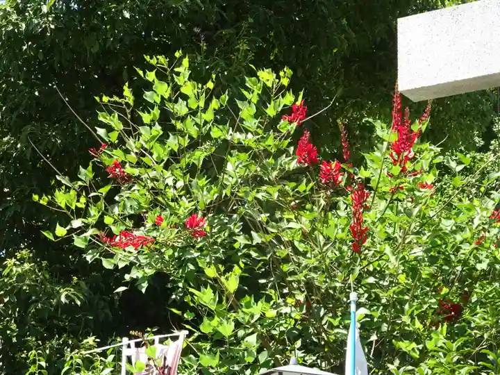 若宮八幡宮 の自然