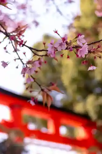 賀茂別雷神社（上賀茂神社）(京都府)