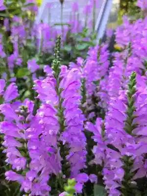 福蔵院(東京都)