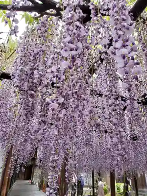 太巌寺（ふじの寺）(三重県)