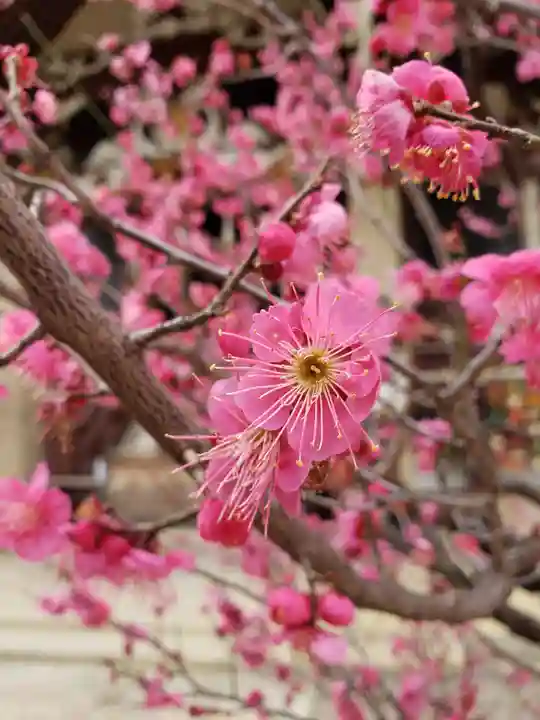 諏訪神社の自然