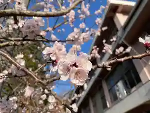 伊勢の国 四天王寺の自然(2023年03月20日(月) 13時19分57秒投稿)