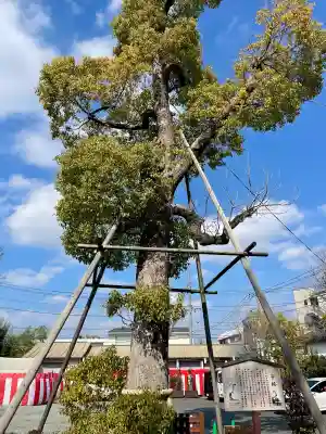溝口神社の{uncategorized: "未分類", other: "その他", undefined: "問題あり", building: "その他建物", grave: "お墓", sacred_gate: "鳥居", guardian: "狛犬", statue: "像", buddha: "仏像", history: "歴史", nature: "自然", garden: "庭園", animal: "動物", pagoda: "塔", temizu: "手水舎", mountain_gate: "山門・神門", sanctuary: "本殿・本堂", subordinate: "末社・摂社", art: "芸術", scenery: "景色", jizo: "地蔵", ema: "絵馬", goshuin: "御朱印", omikuji: "おみくじ", items: "授与品その他", amulet: "お守り", goshuincho: "御朱印帳", eats: "食事", festival: "お祭り", votive_dance: "神楽", shichigosan: "七五三参", wedding: "結婚式", experience: "体験その他", initially: "初詣", around: "周辺", anti_infection: "感染症対策"}