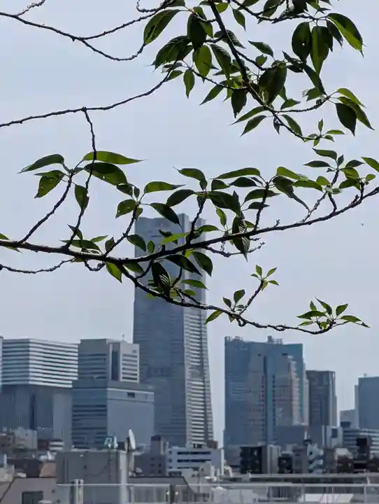 (芝生)浅間神社(神奈川県)
