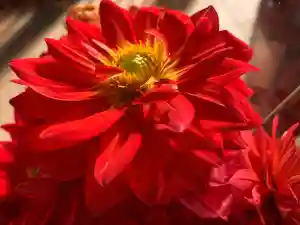 滑川神社 - 仕事と子どもの守り神の自然(2021年11月14日(日) 14時24分43秒投稿)