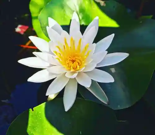 真言宗　善通寺派　薬王寺(香川県)