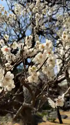 湯島天満宮(東京都)