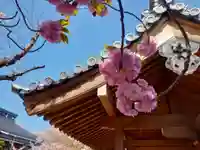 妙善寺の自然