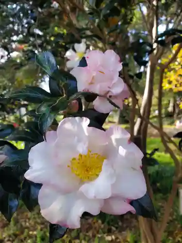 沙沙貴神社の自然