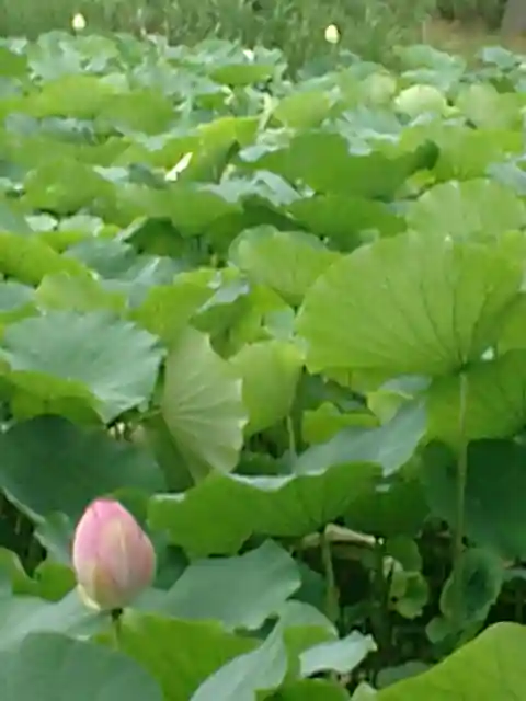 鶴岡八幡宮の自然