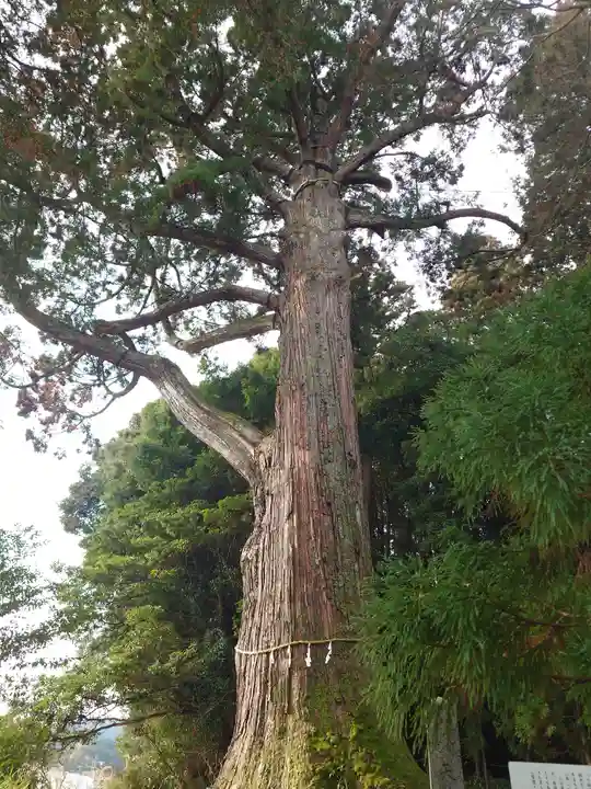 飛龍八幡宮(山口県)