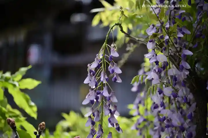 滝野川八幡神社(東京都)