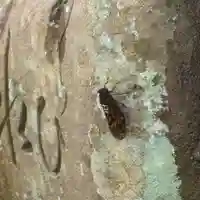 伊勢の国 四天王寺(三重県)