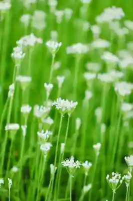 浄土寺(兵庫県)