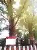 久留米宗社 日吉神社の自然