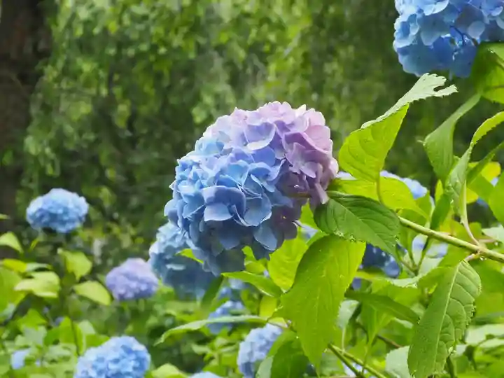明月院(神奈川県)