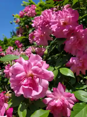 神炊館神社 ⁂奥州須賀川総鎮守⁂(福島県)