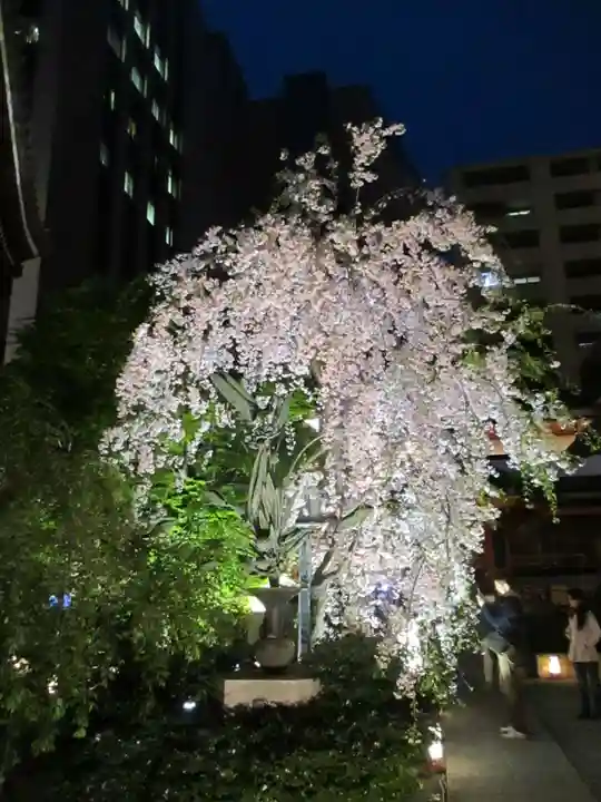 頂法寺(六角堂)の自然