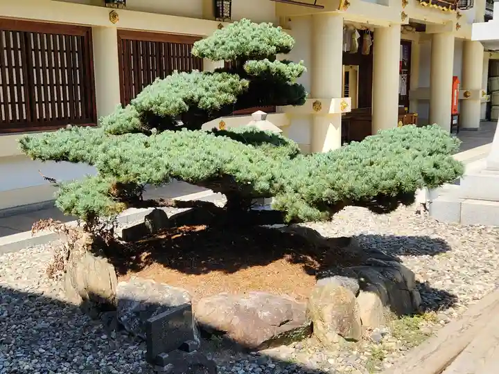 愛知縣護國神社の自然