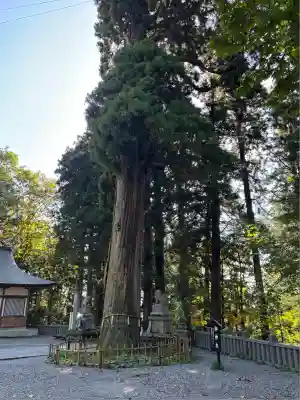戸隠神社中社(長野県)