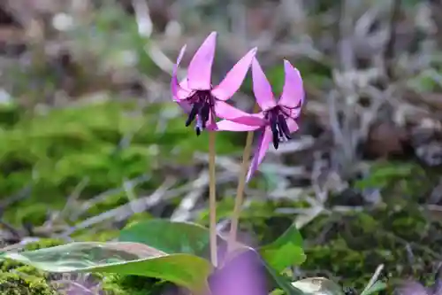 田村神社の自然