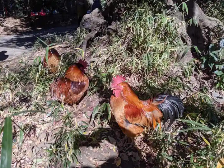 谷保天満宮の動物