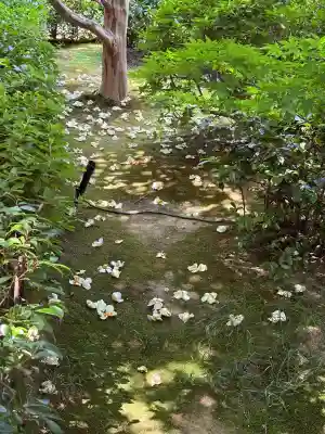 退蔵院(京都府)
