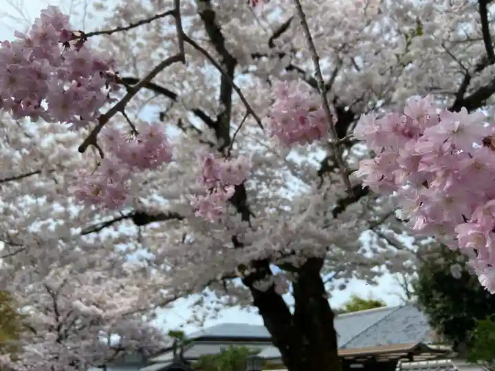 妙顯寺(妙顕寺)(京都府)