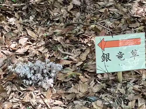 大神神社の自然