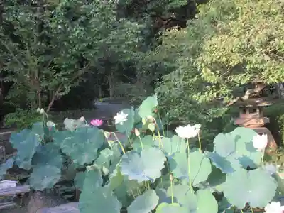 長谷寺(神奈川県)