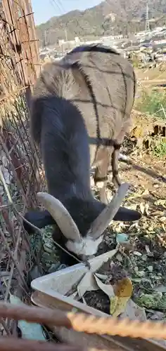 賀茂別雷神社の動物