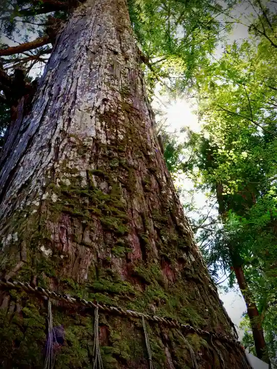 金櫻神社の{uncategorized: "未分類", other: "その他", undefined: "問題あり", building: "その他建物", grave: "お墓", sacred_gate: "鳥居", guardian: "狛犬", statue: "像", buddha: "仏像", history: "歴史", nature: "自然", garden: "庭園", animal: "動物", pagoda: "塔", temizu: "手水舎", mountain_gate: "山門・神門", sanctuary: "本殿・本堂", subordinate: "末社・摂社", art: "芸術", scenery: "景色", jizo: "地蔵", ema: "絵馬", goshuin: "御朱印", omikuji: "おみくじ", items: "授与品その他", amulet: "お守り", goshuincho: "御朱印帳", eats: "食事", festival: "お祭り", votive_dance: "神楽", shichigosan: "七五三参", wedding: "結婚式", experience: "体験その他", initially: "初詣", around: "周辺", anti_infection: "感染症対策"}