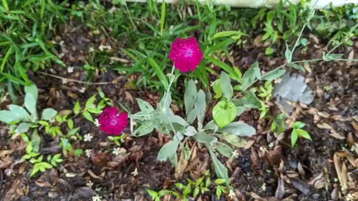 乗願寺(京都府)