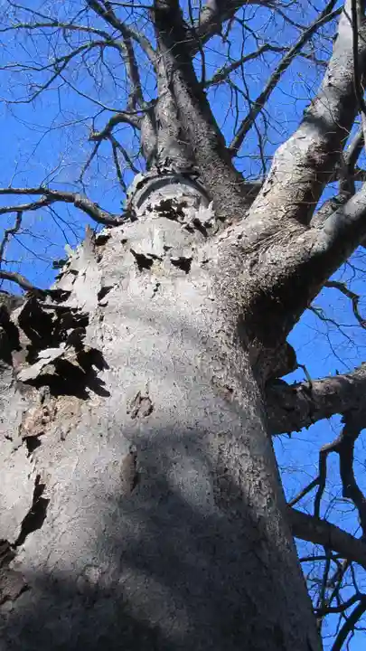 鎮守氷川神社(埼玉県)