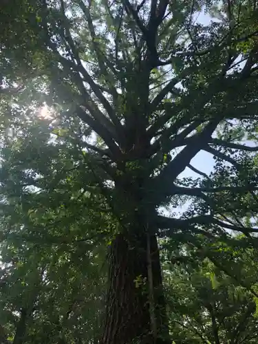 田無神社の自然