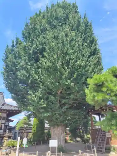 龍光寺(群馬県)