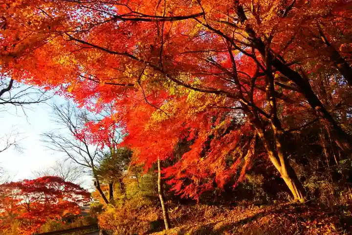 城山八幡神社の自然